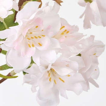うたかた桜 東京堂