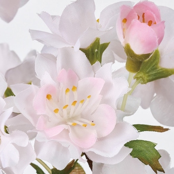 うたかた桜 東京堂