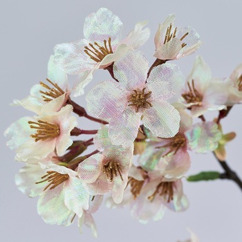 月夜の桜 東京堂