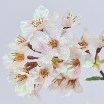 月夜の桜 東京堂