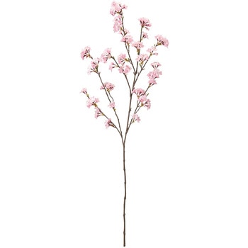 薄紅の桜 満開大 東京堂