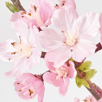 薄紅の桜 満開大 東京堂