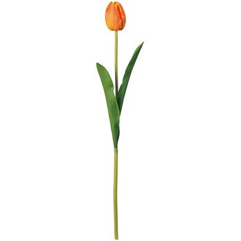 FM007848-009 `At`[bv  53179089