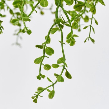 ベビーティアーズハンギング 東京堂