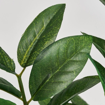 ザミオクルカスラウンドグラス - 東京堂