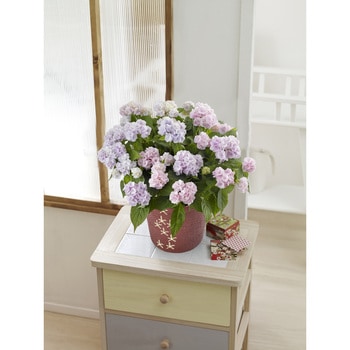 アジサイ 伊予獅子手毬 1鉢 はなみどり 通販サイトmonotaro