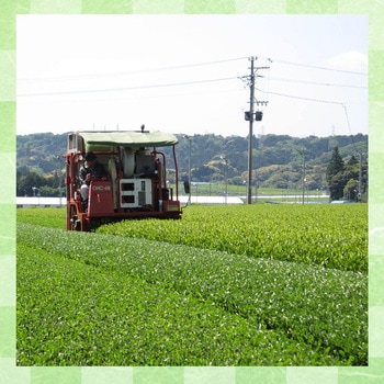 大井川茶園 茶工場自慢の知覧茶 150g 大井川茶園