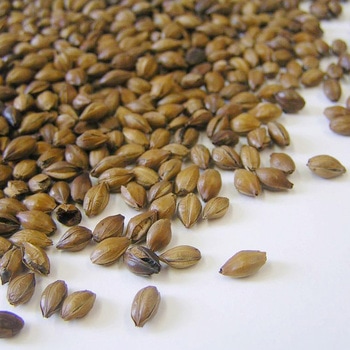 はくばく こども喜ぶ麦茶 52袋 416g はくばく