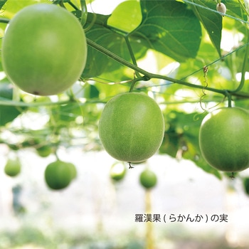 フォワード ラカントS顆粒 1kg SARAYA(サラヤ)