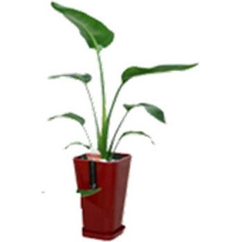 - �I�[�K�X�^ �J���[�|�b�g SUN & HOPE(�T���A���h�z�[�v) 54122426