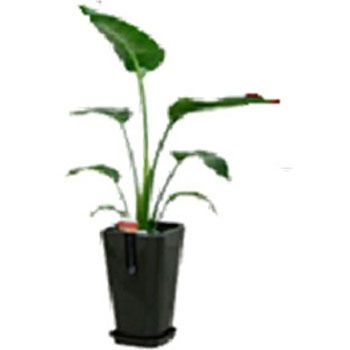 - オーガスタ カラーポット SUN & HOPE(サンアンドホープ) 54122435