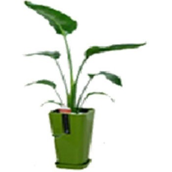 - �I�[�K�X�^ �J���[�|�b�g SUN & HOPE(�T���A���h�z�[�v) 54122453