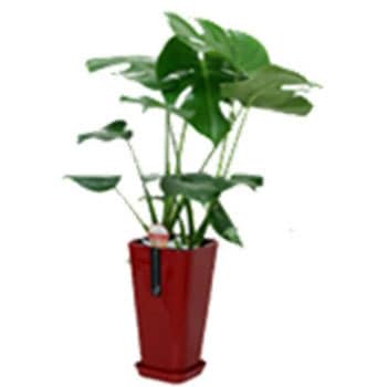 - �����X�e�� �J���[�|�b�g SUN & HOPE(�T���A���h�z�[�v) 54122627