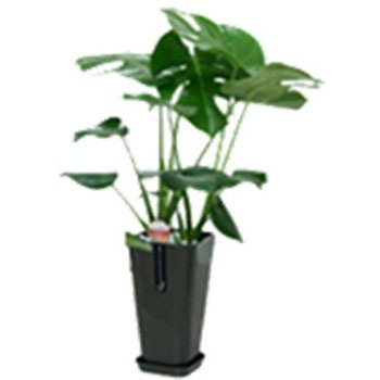 - �����X�e�� �J���[�|�b�g SUN & HOPE(�T���A���h�z�[�v) 54122636