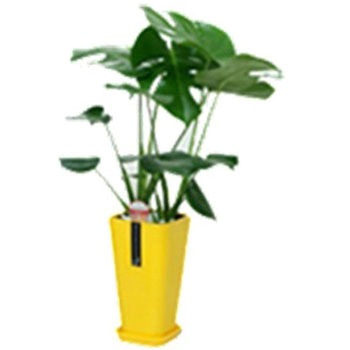 - �����X�e�� �J���[�|�b�g SUN & HOPE(�T���A���h�z�[�v) 54122645