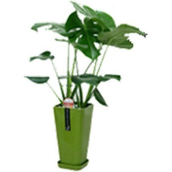 - �����X�e�� �J���[�|�b�g SUN & HOPE(�T���A���h�z�[�v) 54122654