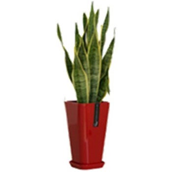 - サンスベリア カラーポット SUN & HOPE(サンアンドホープ) 54122873