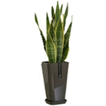 - サンスベリア カラーポット SUN & HOPE(サンアンドホープ) 54122889