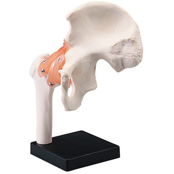 京都科学　膝関節モデル(台付き) 人体模型 靭帯付可動型 大腿骨・脛骨・腓骨