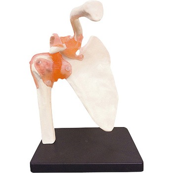 関節模型 人体模型シリーズ 肩関節 タフリーインターナショナル 骨格 人体モデル 通販モノタロウ