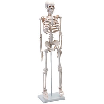 人体骨格模型　85cm　1/2サイズ