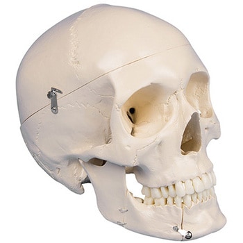 4513 頭蓋骨モデル 歯科用 1個 Erler-Zimmer 【通販モノタロウ】