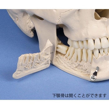 4513 頭蓋骨モデル 歯科用 1個 Erler-Zimmer 【通販モノタロウ】