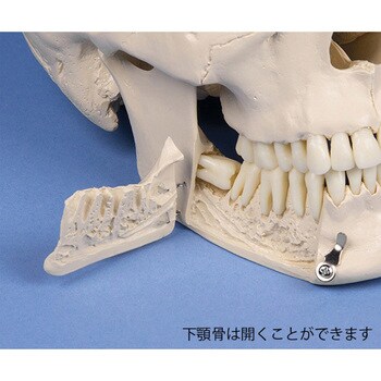 頭蓋骨モデル 歯科用