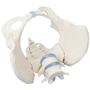 4058 ���Ճ��f�� Erler-Zimmer 54529099