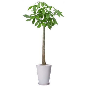 - �ϗt�A���p�L��(�����̖�)10���� ��ۋ��� 54556828