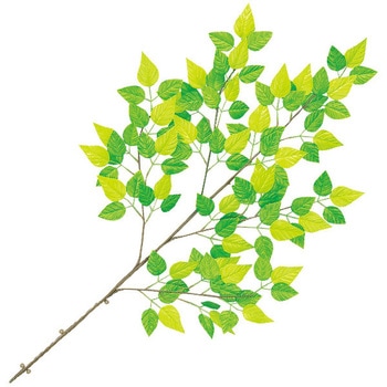 若葉さわやか大枝 アルファ