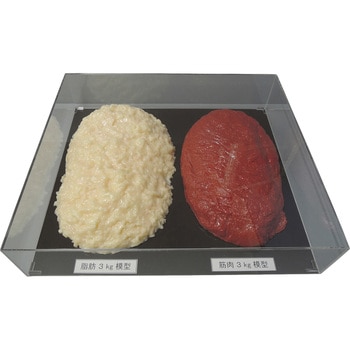 脂肪/筋肉対比セット(3Kg) イワイサンプル