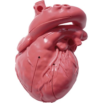 CardioModelEV(成人正常 クロスメディカル