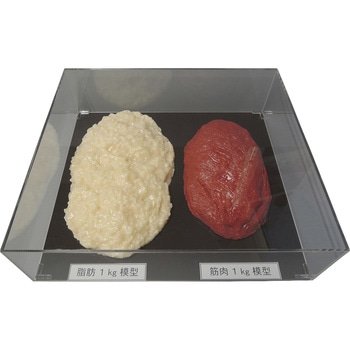 脂肪/筋肉対比セット(1Kg) - イワイサンプル