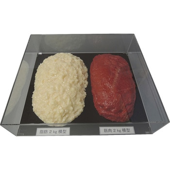 脂肪/筋肉対比セット(2Kg) イワイサンプル