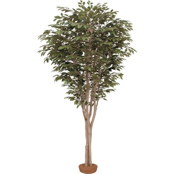 ベンジャミン 鉢無 タカショー