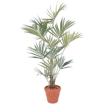 ニューケンチャヤシ タカショー