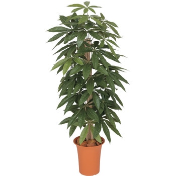 パキラ タカショー