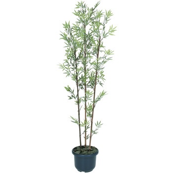 GD-21LH ���| ���t �^�J�V���[ 55064459