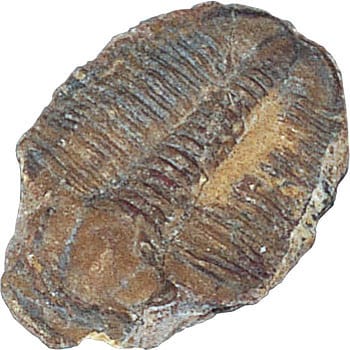 三葉虫(エルラシア母岩付) 化石標本(動物・植物化石) 1個 ケニス