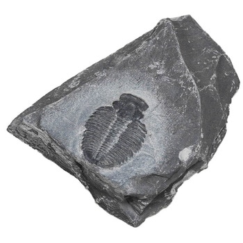 三葉虫(エルラシア母岩付) 化石標本(動物・植物化石) 1個 ケニス 