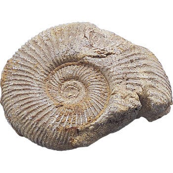 アンモナイトM 化石標本(動物・植物化石) 1個 ケニス 【通販サイト