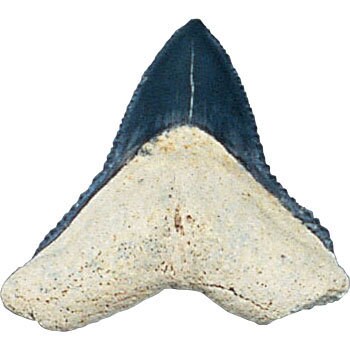 サメの歯化石 化石標本(動物・植物化石) 1個 ケニス 【通販サイト