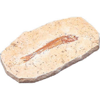 ���̉���(�_�V�`�E�x) ���ΕW�{(�����E�A������) �P�j�X 55538604