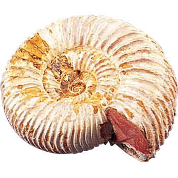 化石標本