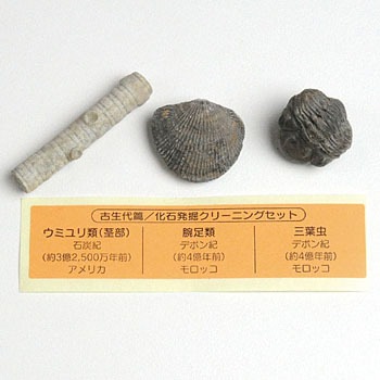 化石の採集・クリーニングの道具について(1) | Glycymerisの