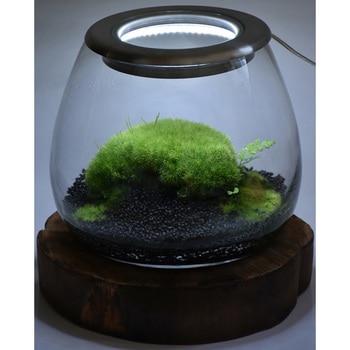 O Light Kit バイオキミア