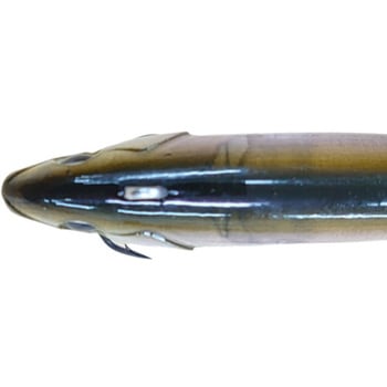 Amo50 (アモ50) EIS VOGEL