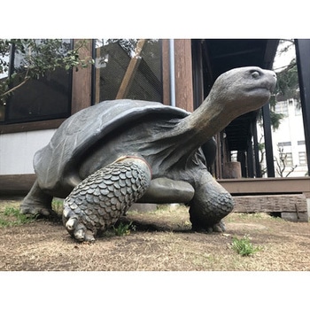 fr080124 ガラパゴスの陸亀 / Galapagos Tortoise 1個 Heinimex 【通販モノタロウ】