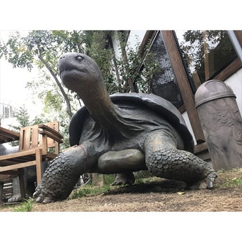 fr080124 ガラパゴスの陸亀 / Galapagos Tortoise 1個 Heinimex 【通販 